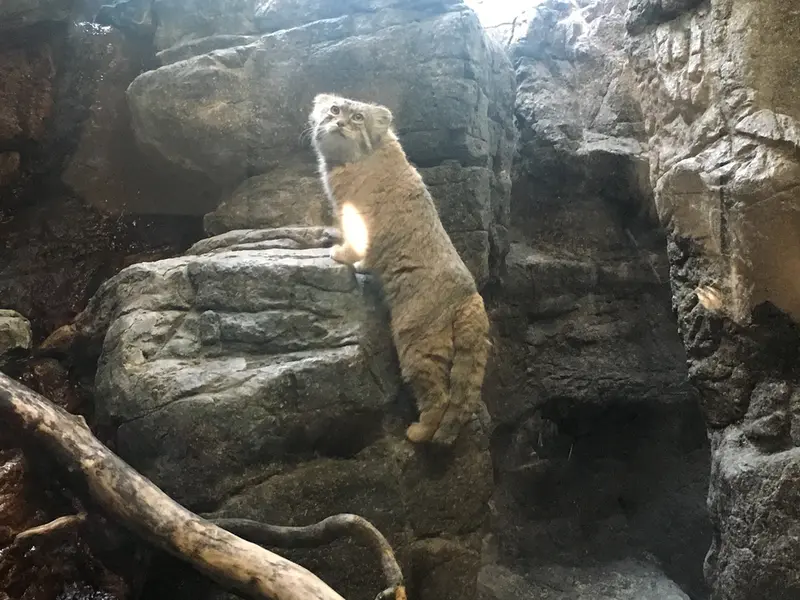 プロスペクト・パーク動物園のボリスの写真