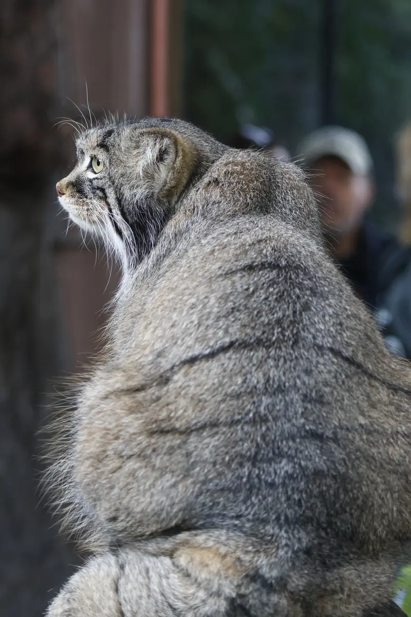 モスクワ動物園のティモフェイの写真