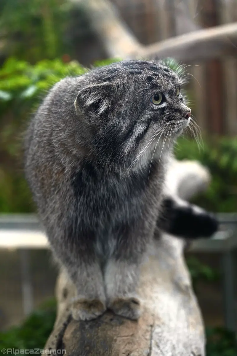神戸どうぶつ王国のナルの写真