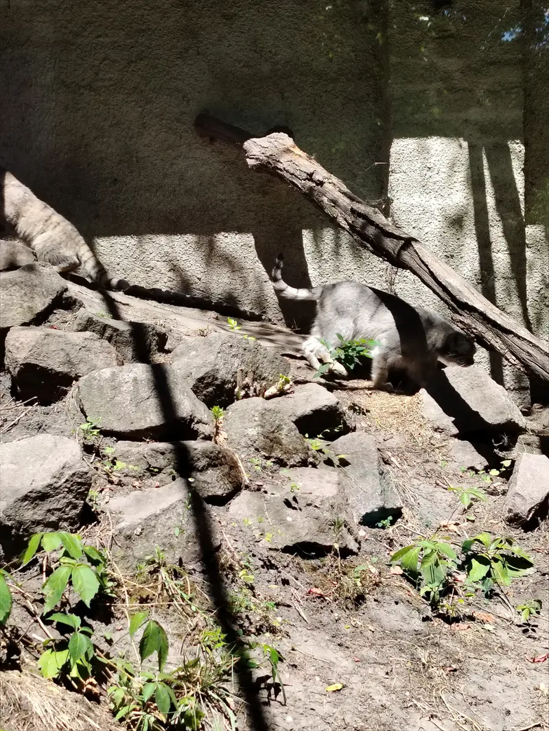 ブダペスト動物園・植物園のルーシーの写真