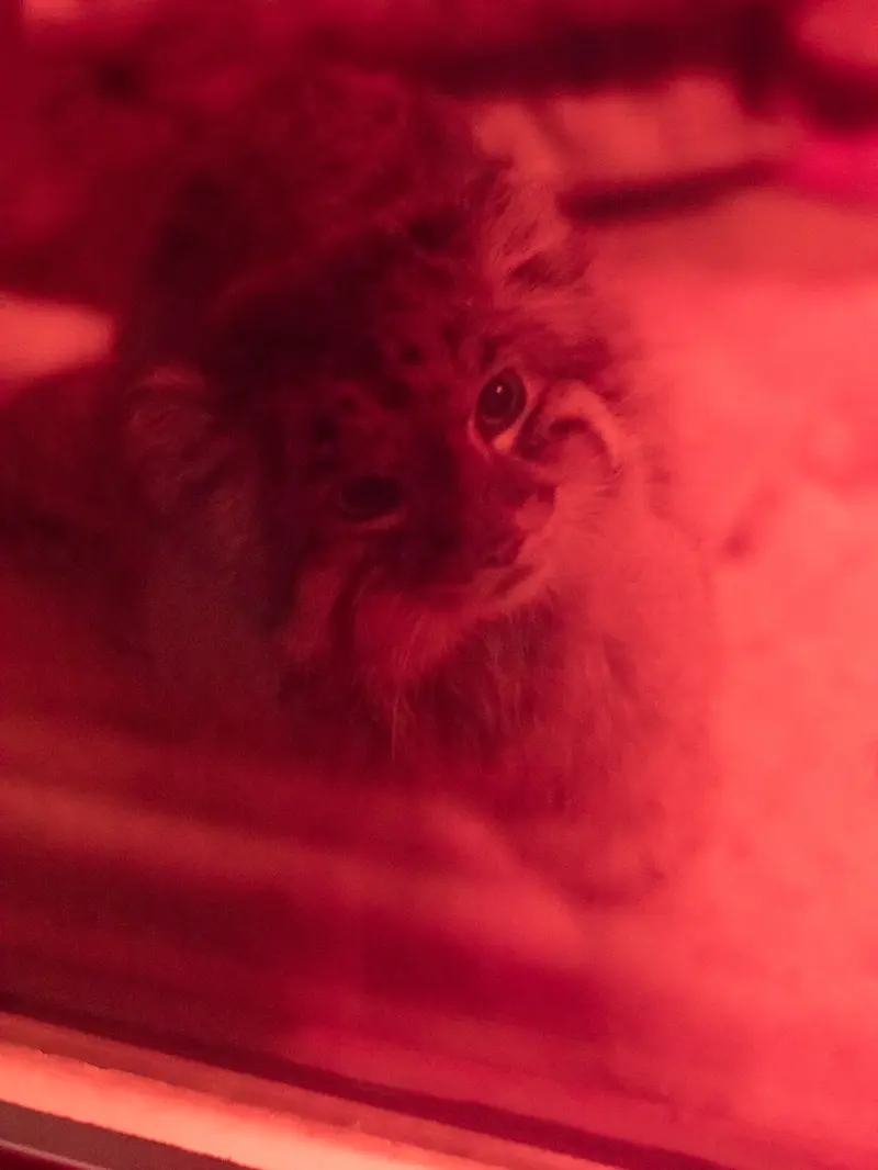 恩賜上野動物園のナイマの写真