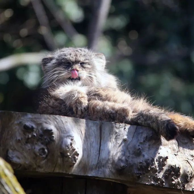 ウッチ動物園のパッツォの写真