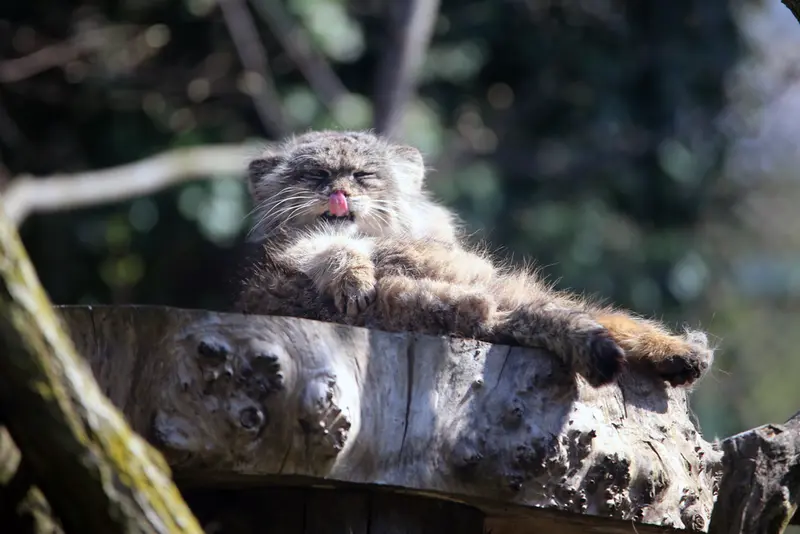ウッチ動物園のパッツォの写真