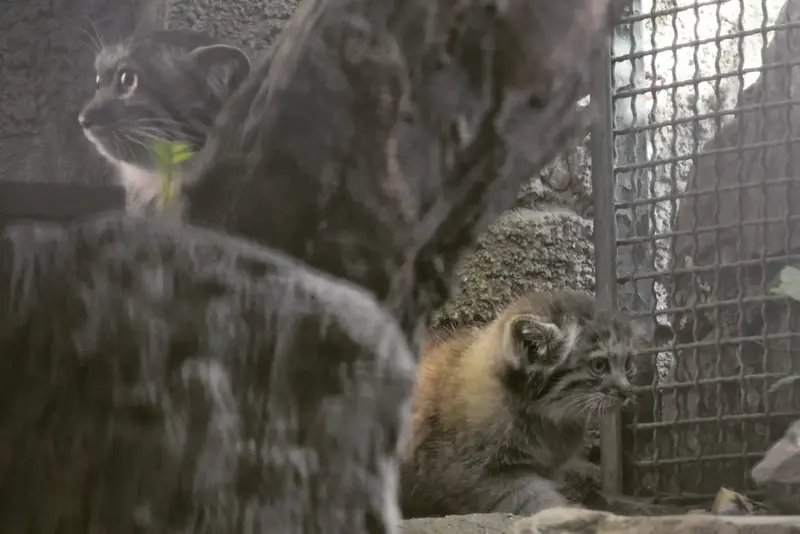 ブダペスト動物園&植物園のルーシーとボリス Ⅱの写真