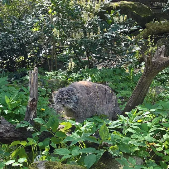 ロッテルダム動物園のマノエルの写真