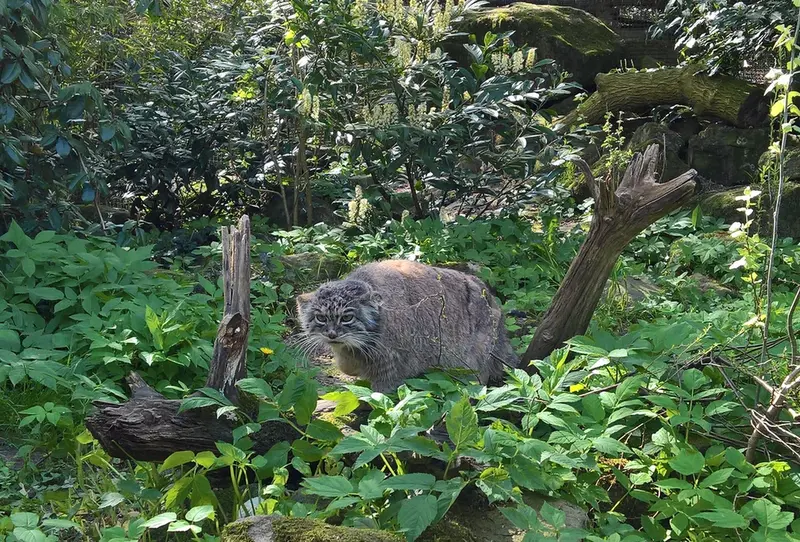 ロッテルダム動物園のマノエルの写真
