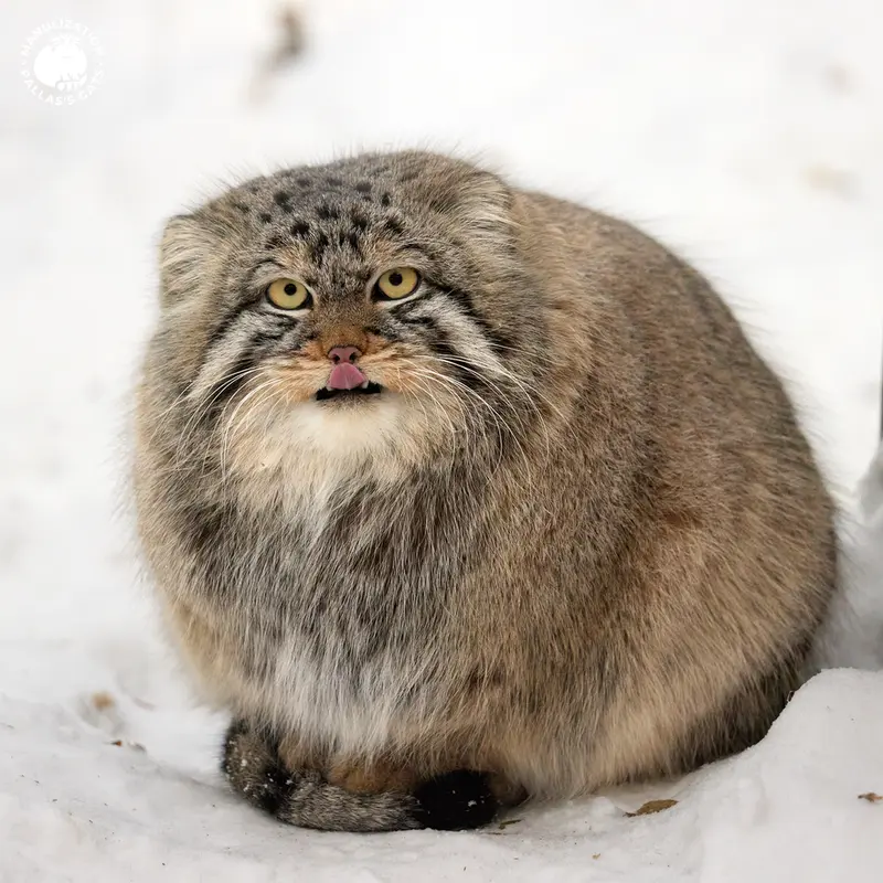 ノヴォシビルスク動物園のブルースの写真