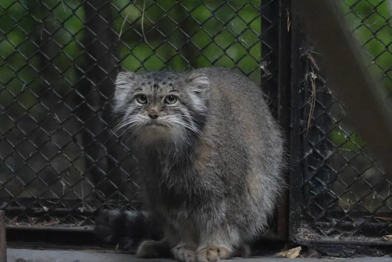 ノヴォシビルスク動物園のラストチカの写真