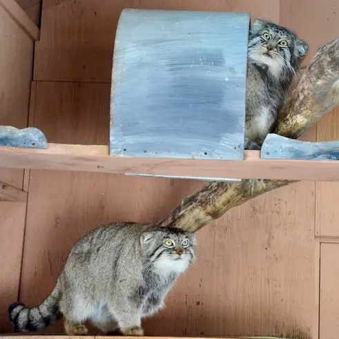 埼玉県こども動物自然公園のシャルとレフの写真