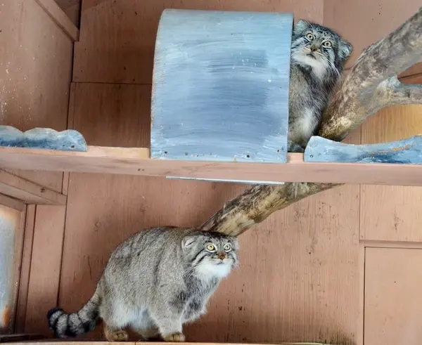 埼玉県こども動物自然公園のシャルとレフの写真