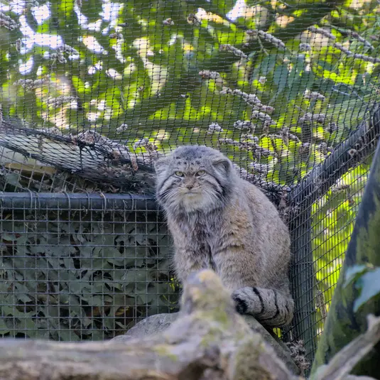 ロッテルダム動物園のノルブの写真