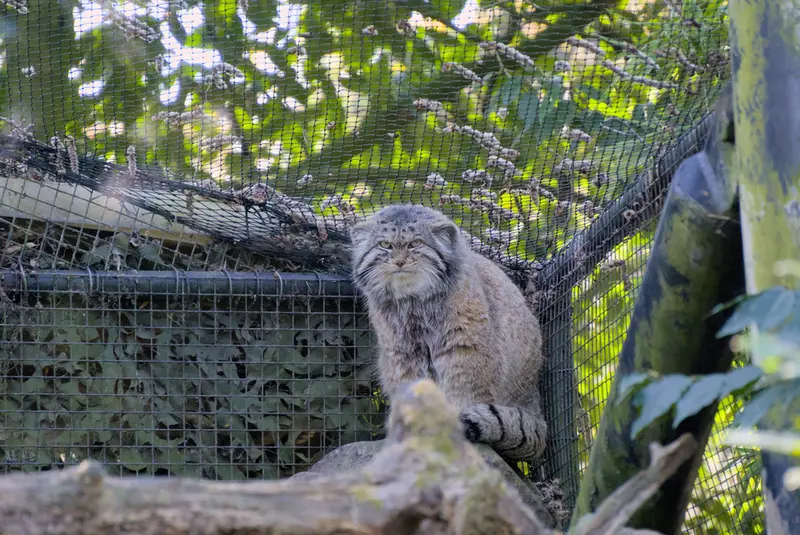 ロッテルダム動物園のノルブの写真