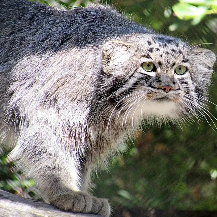 ノヴォシビルスク動物園のマヌルネコの写真