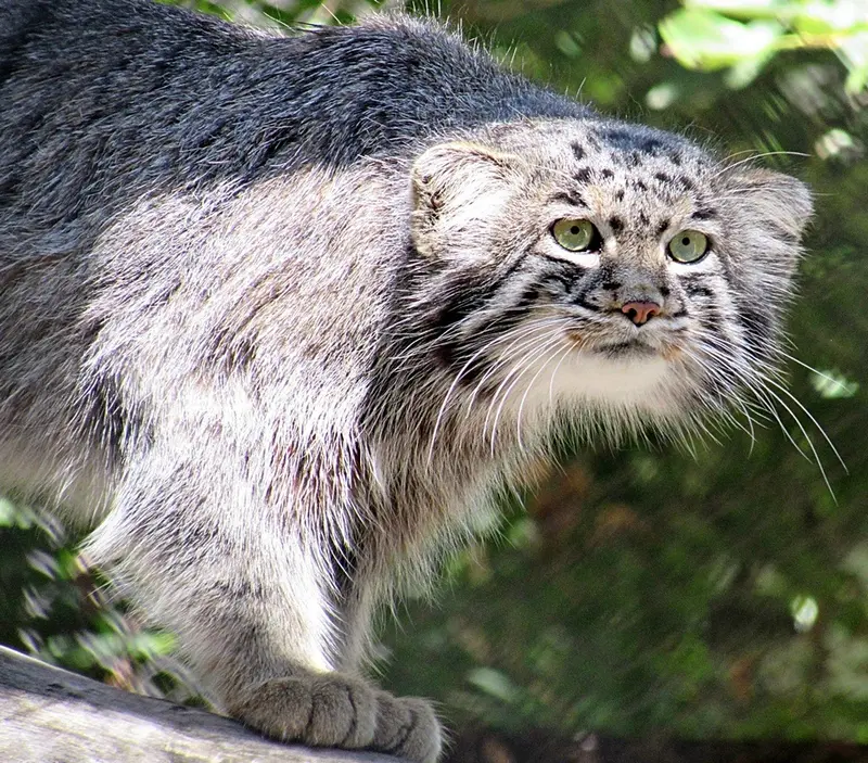 ノヴォシビルスク動物園のマヌルネコの写真