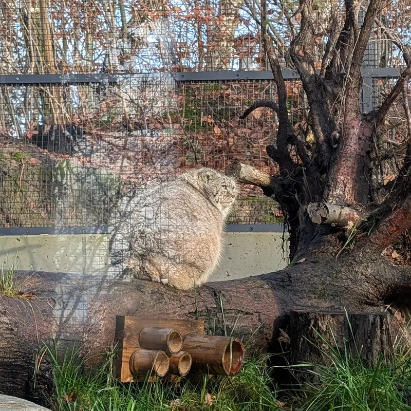 グダニスク動物園のマヌエルの写真