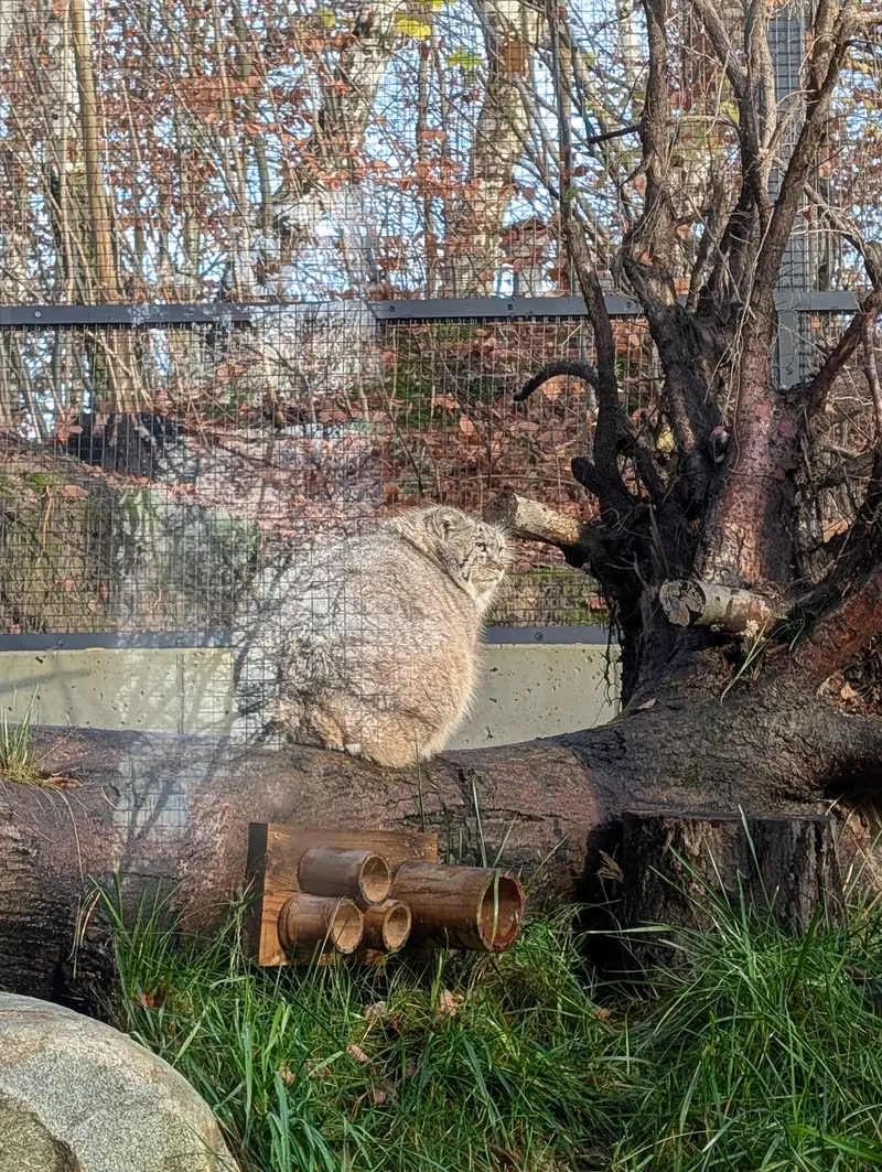 グダニスク動物園のマヌエルの写真