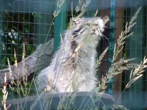デッサウ動物園のマンニの動画