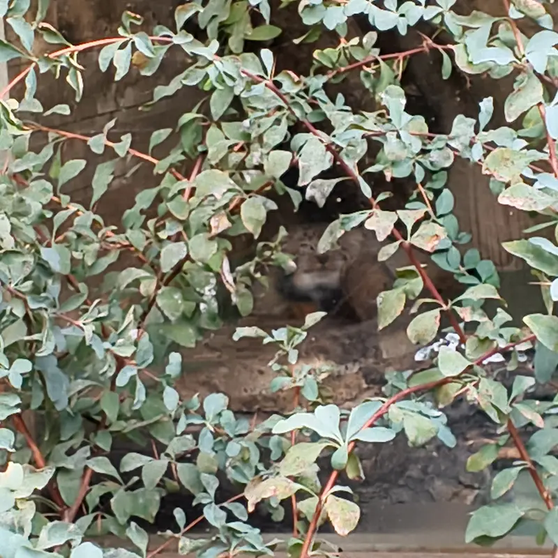 エレバン動物園のナレの写真