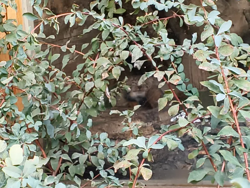 エレバン動物園のナレの写真
