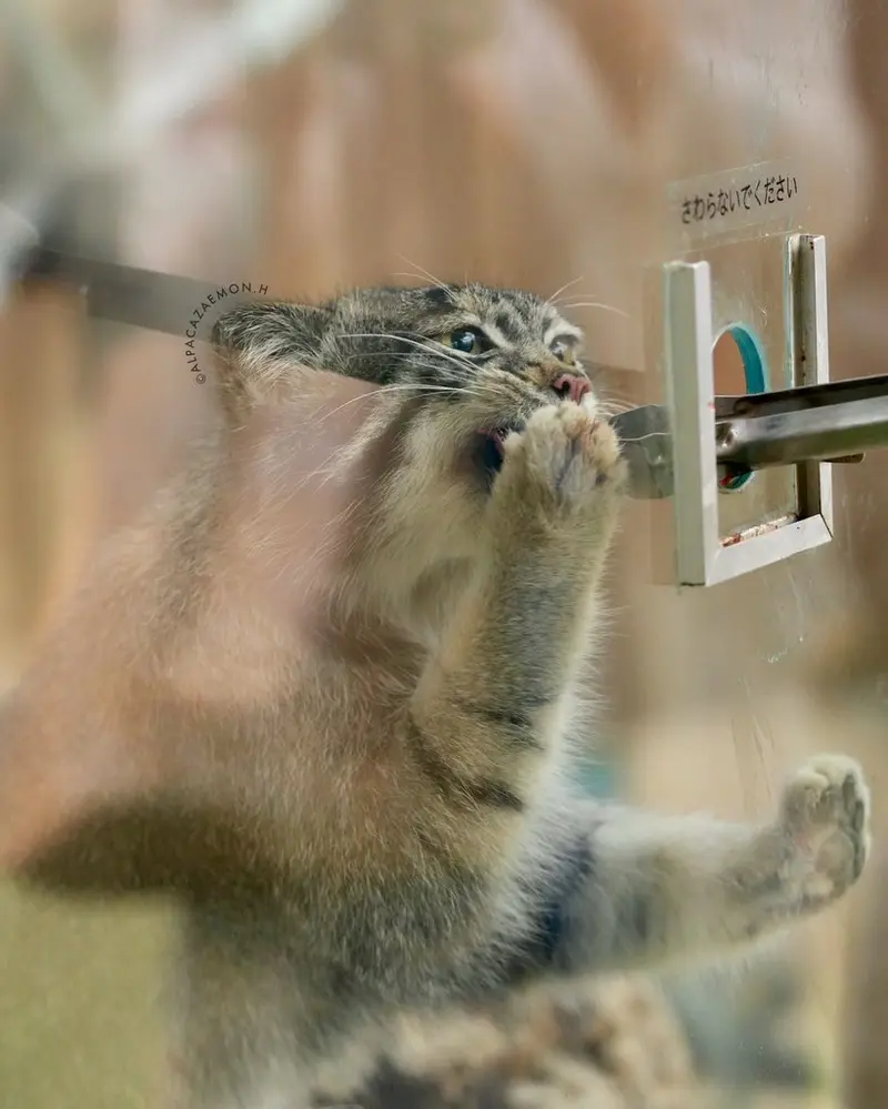 神戸どうぶつ王国のナルの写真