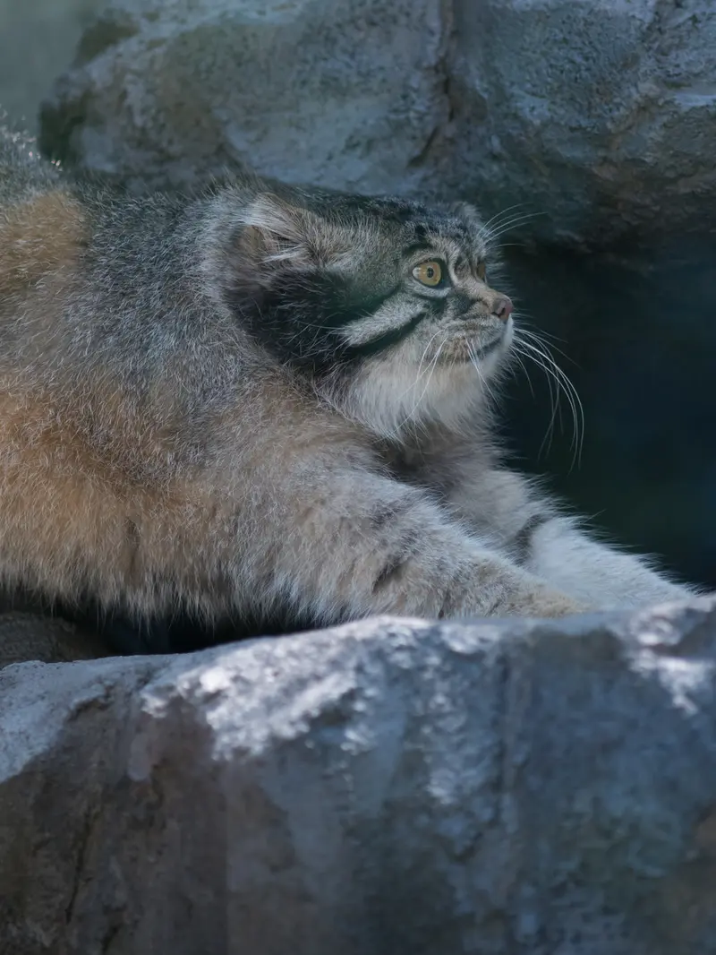 旭山動物園のグルーシャの写真