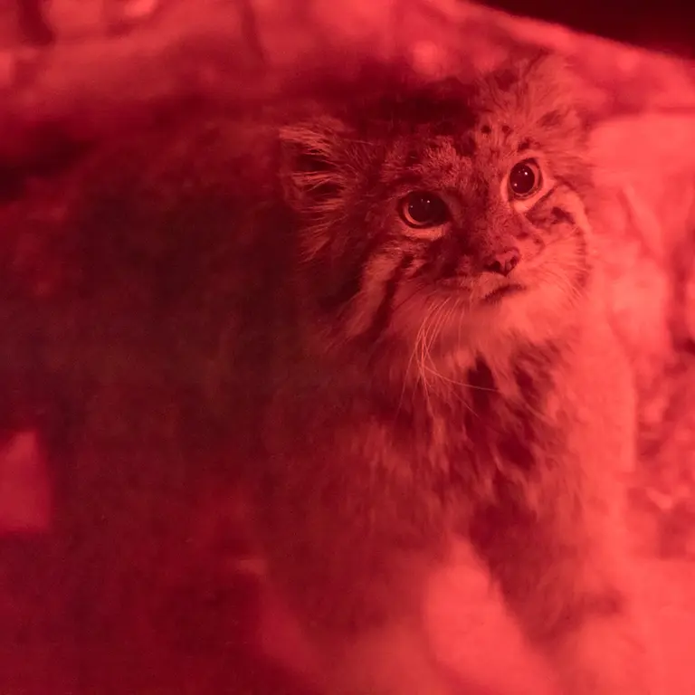 恩賜上野動物園のナイマの写真