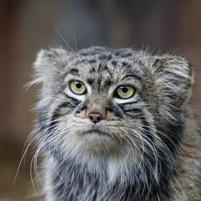 モスクワ動物園のティモフェイの写真