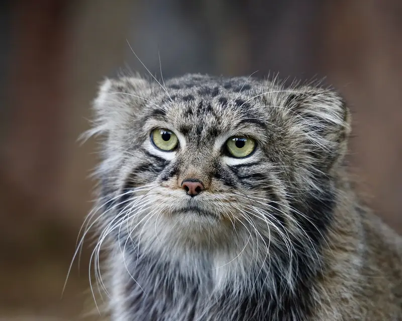 モスクワ動物園のティモフェイの写真
