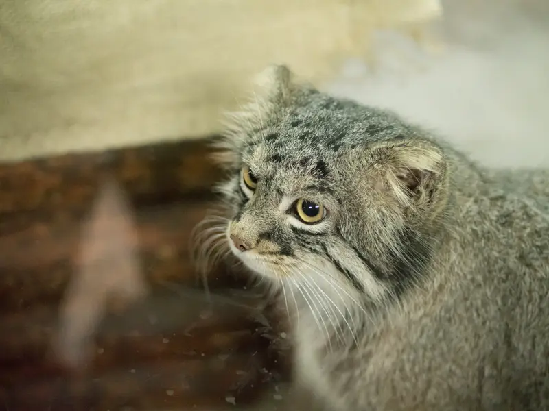 恩賜上野動物園のフィーガの写真