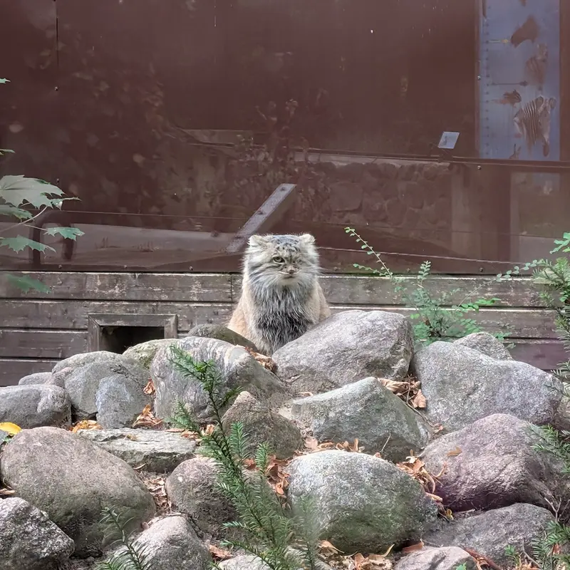 ポズナン新動物園のボジェンカの写真