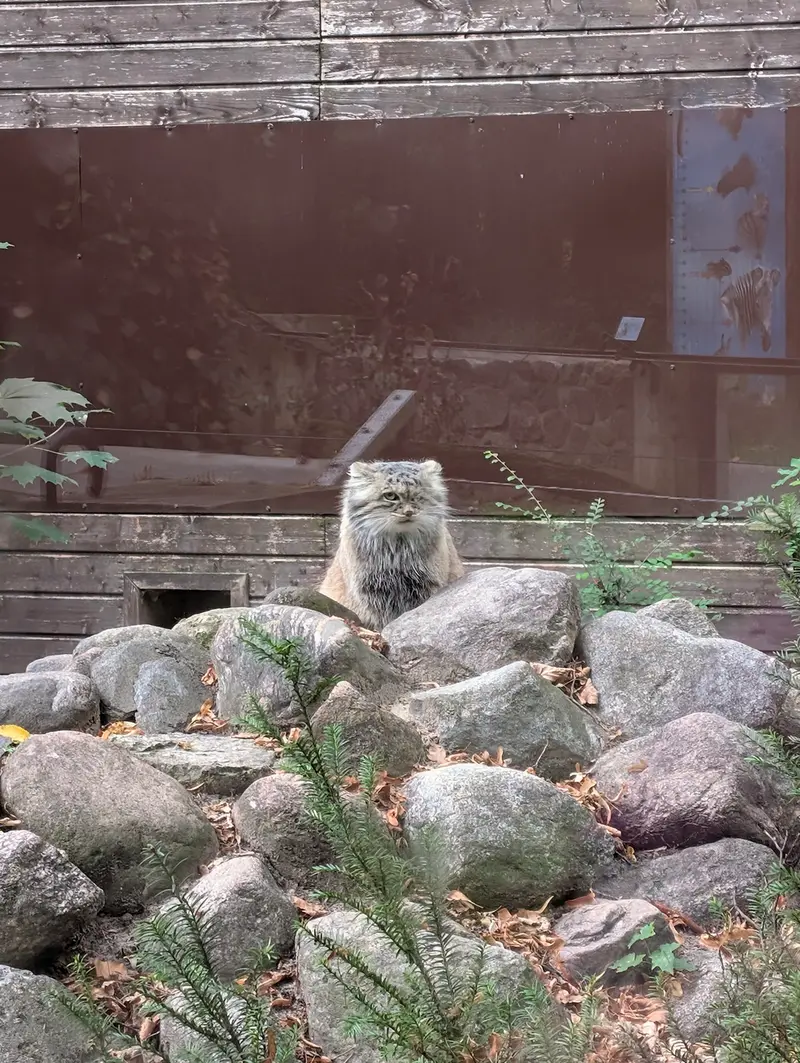 ポズナン新動物園のボジェンカの写真