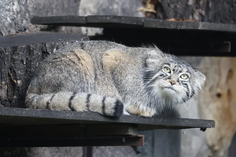 モスクワ動物園のティモフェイの写真