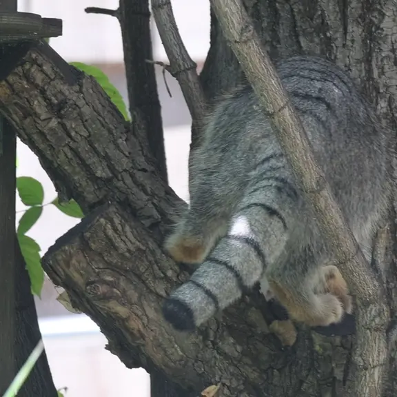 モスクワ動物園のマヌルネコの写真