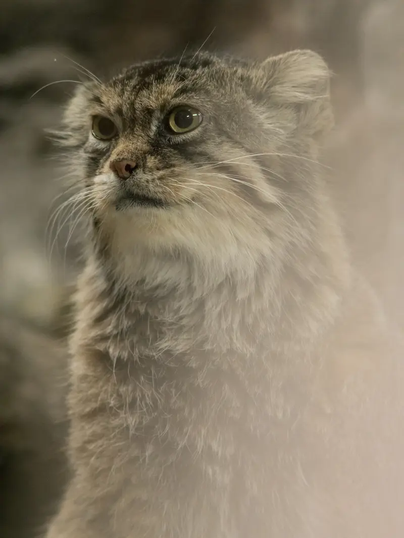 恩賜上野動物園のプリームラの写真