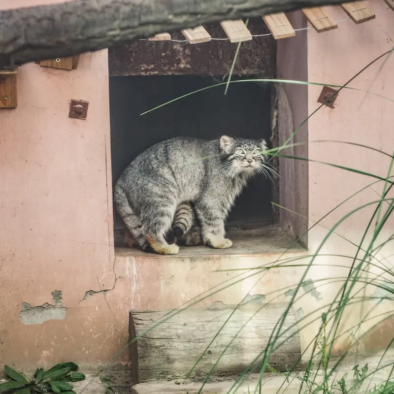 青海チベット高原野生動物園のスン・シャオメイの写真