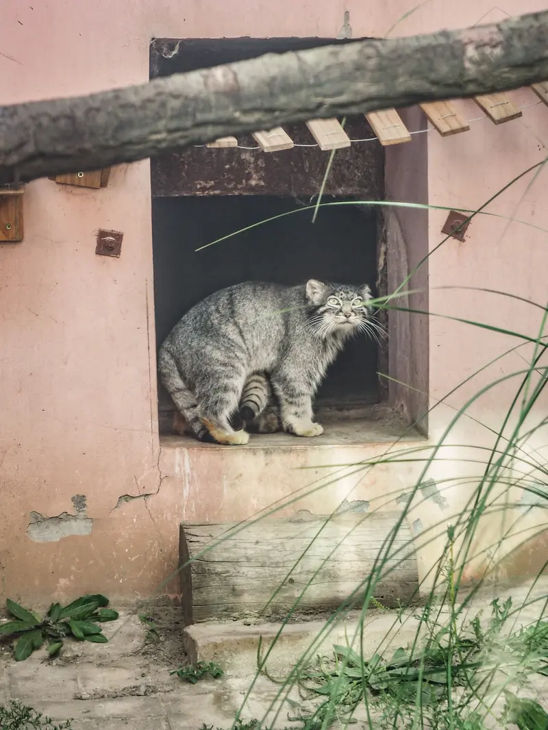 青海チベット高原野生動物園のスン・シャオメイの写真