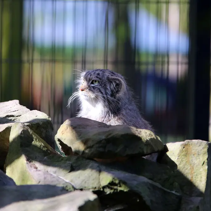 クラクフ動物園のツァスの写真
