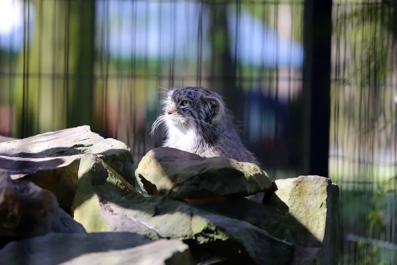 クラクフ動物園のツァスの写真