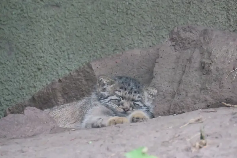 ブダペスト動物園・植物園のボリス Ⅱの写真