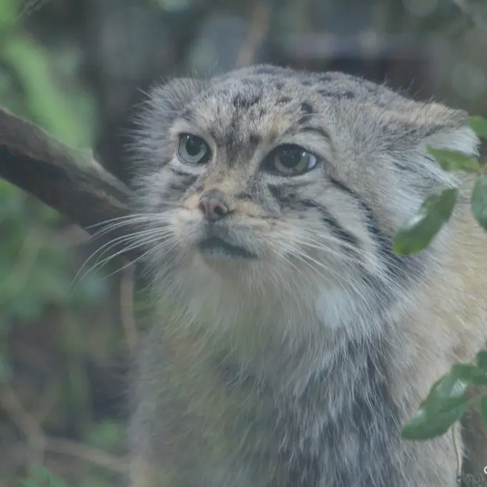 シャイアン・マウンテン動物園のレッドの写真