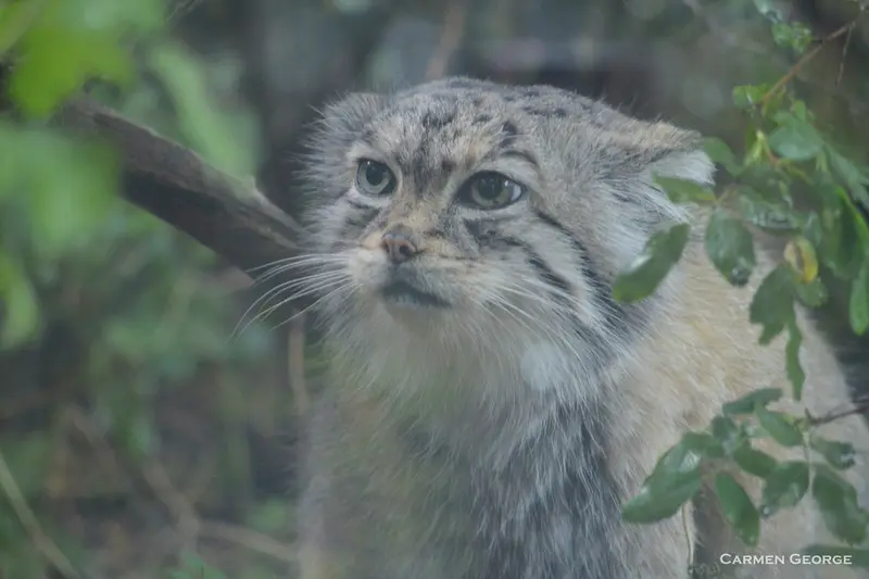 シャイアン・マウンテン動物園のレッドの写真