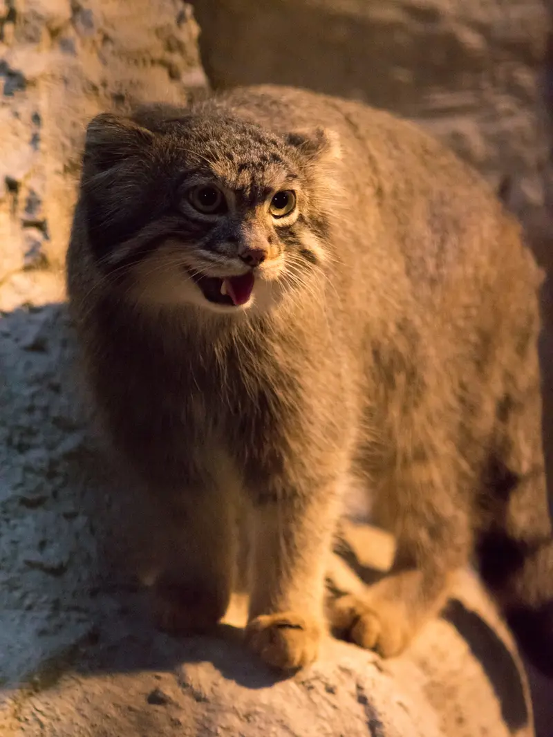 野毛山動物園のフィーガの写真