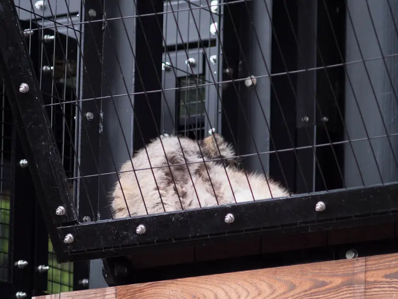 旭山動物園のグルーシャの写真