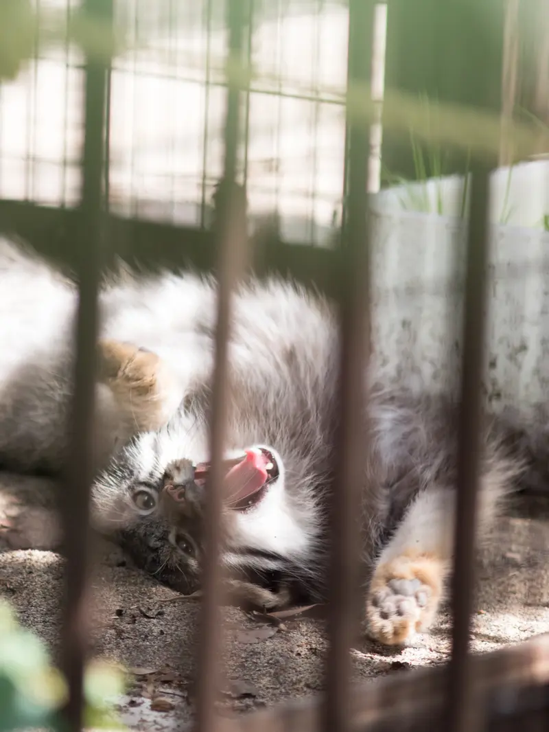 野毛山動物園のフィーガの写真