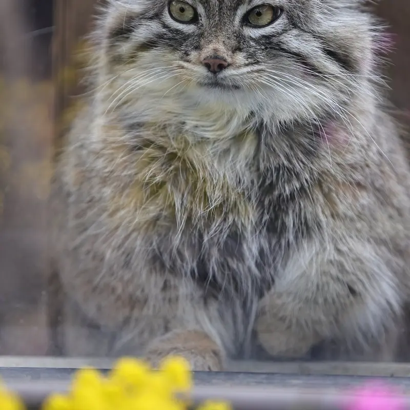 埼玉県こども動物自然公園のオリーヴァの写真