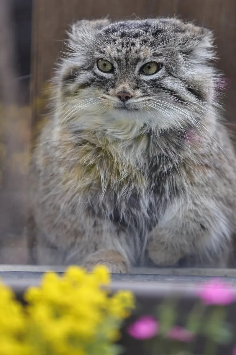 埼玉県こども動物自然公園のオリーヴァの写真