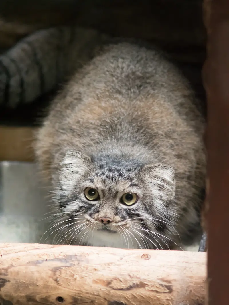 恩賜上野動物園のサフランの写真