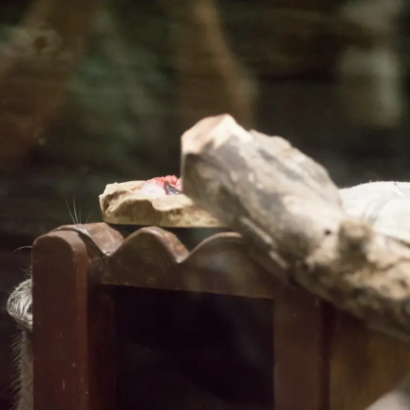 恩賜上野動物園のサフランの写真