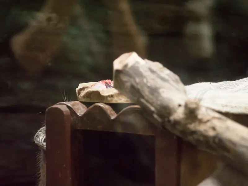 恩賜上野動物園のサフランの写真