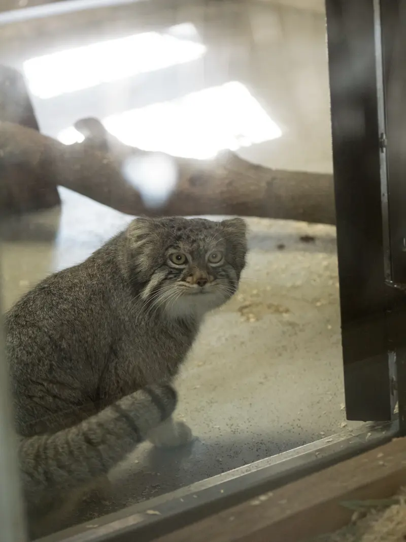 野毛山動物園のフィーガの写真